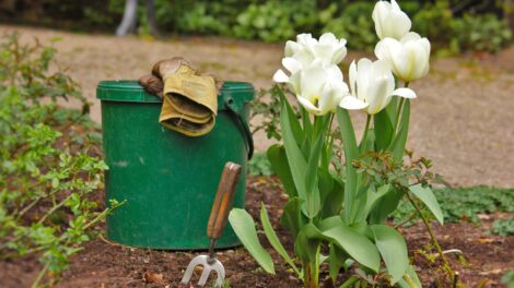 Sklep ogrodniczy – jak może pomóc Ci w aranżacji i pielęgnacji ogrodu