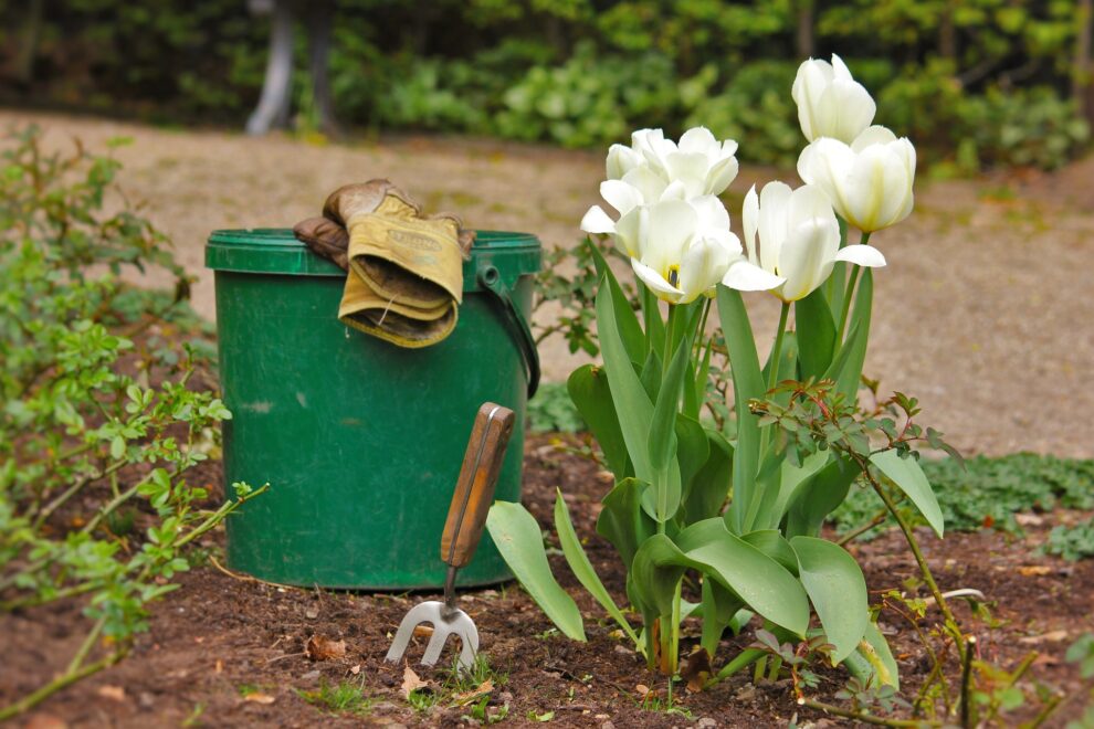 Sklep ogrodniczy – jak może pomóc Ci w aranżacji i pielęgnacji ogrodu